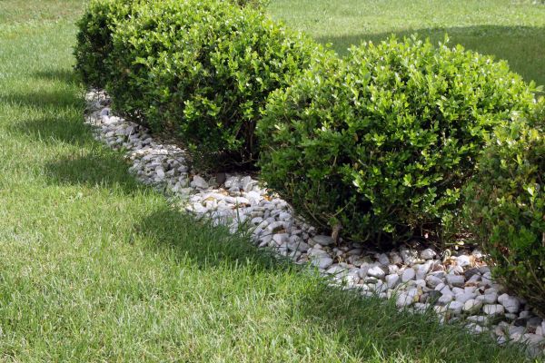 Boxwood Planting in Prior Lake