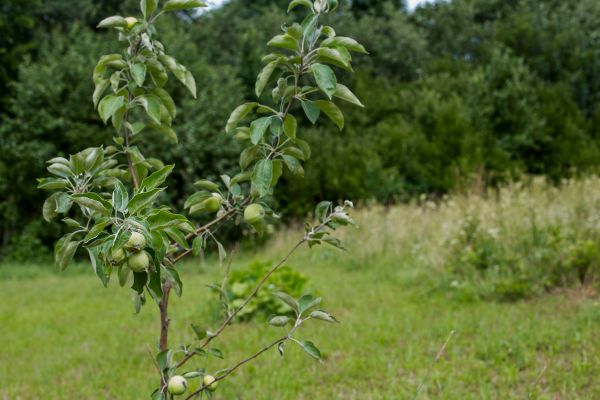 Apple Tree Planting in Prior Lake