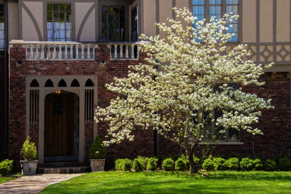 Dogwood Tree Planting in Prior Lake